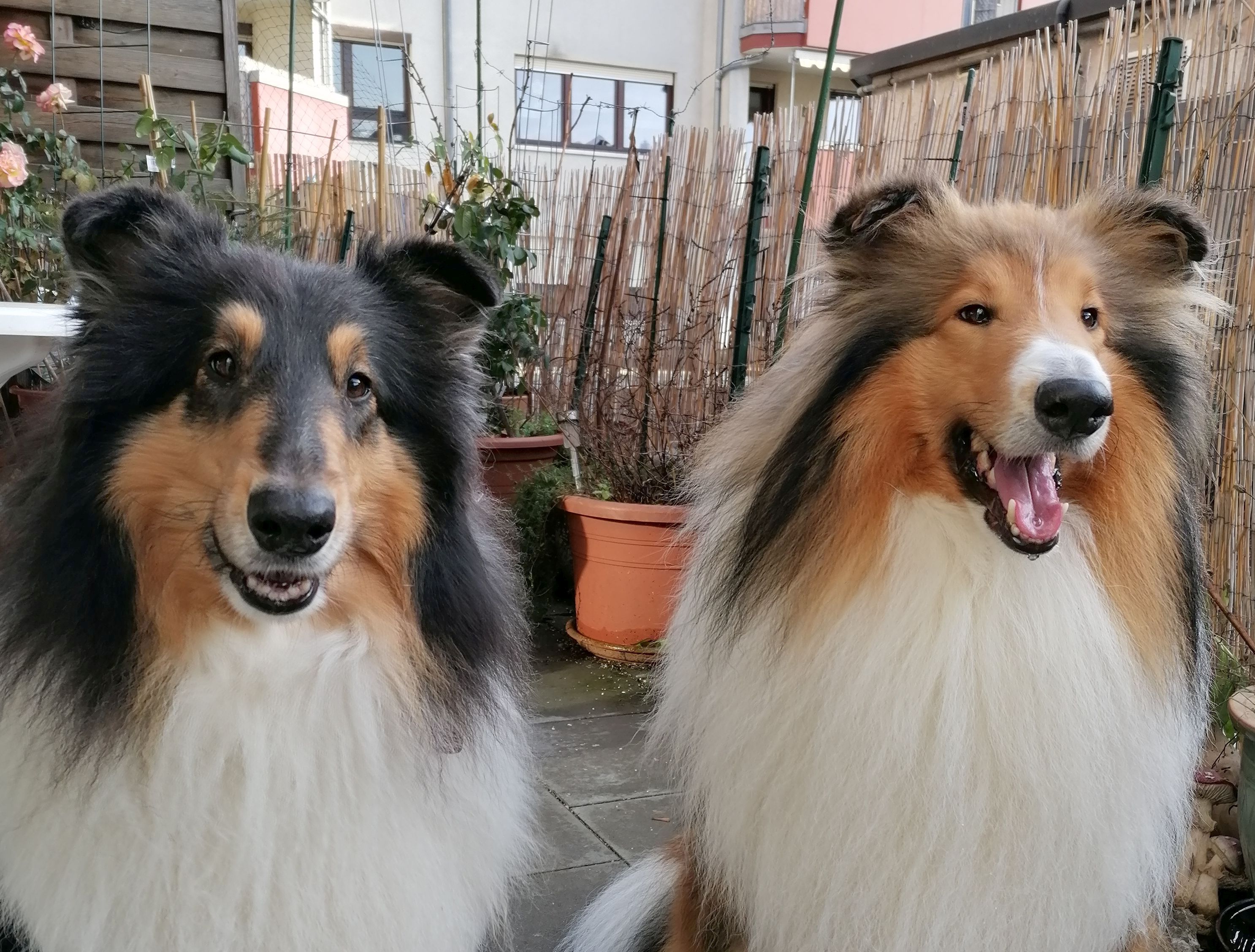 Cleo und Nugget